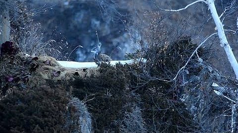 Musk deer captured on camera by wildlife photo and videographer Abdul Hadi in Aurang Kel Wildlife Park of Neelum Valley in Pakistan Administered Kashmir in its habitat.