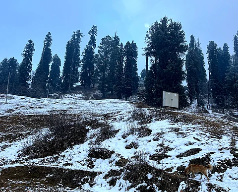 A view of the snowfall in ski resort Gulmarg of Kashmir in Jammu and Kashmir on Saturday, January 27, 2024.