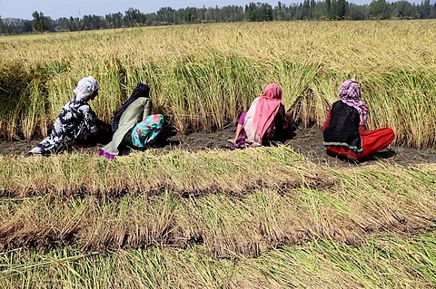 A file photo harvesting operations in paddy fields in Kashmir. Photo/Kashmirlife