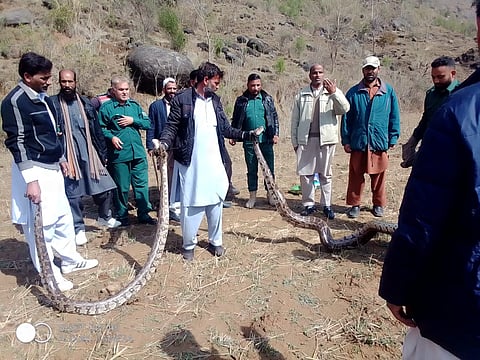 Local community members with the two Indian Rock Pythons in Kotli district of PAK. Photos/Wildlife Department PAK