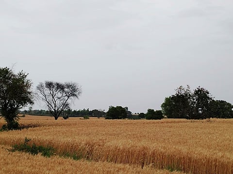 A view of a farm in Kadyala village that lies bang on the India-Pakistan International Border. Photo/Aman Zutshi