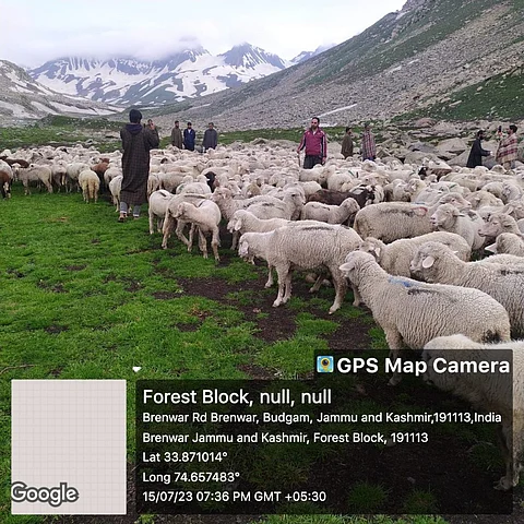 Chaskani Naad Pasture land in Budgam district of Kashmir Valley. Image/Raja Muzaffar Bhat