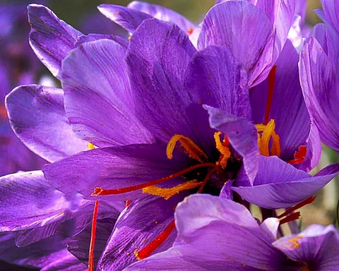 The golden touch of nature’s warmth, the saffron flower in full bloom in its purest form. Photo/Bilal Bhadur