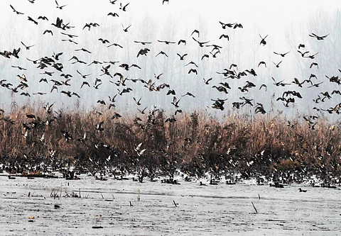 Migratory birds arriving at Kashmir Wetlands with the onset of winter season. Photo/Mohammad Hanief