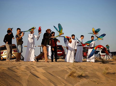 تربية الطيور أمر بسيط وسهل إذا تم تعلمها بشكل صحيح