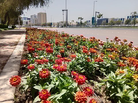 اختيار الزهور المناسبة لبيئة الإمارات