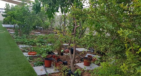 مبادرة زراعية فردية تحولت الى رسمية