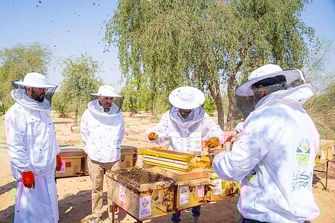 عسل له خصائص علاجية عديدة