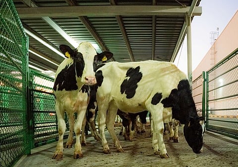 تخطط المزرعة لاقتناء 20 ألف بقرة من هذه السلالات الأصيلة خلال السنوات الثلاث المقبلة