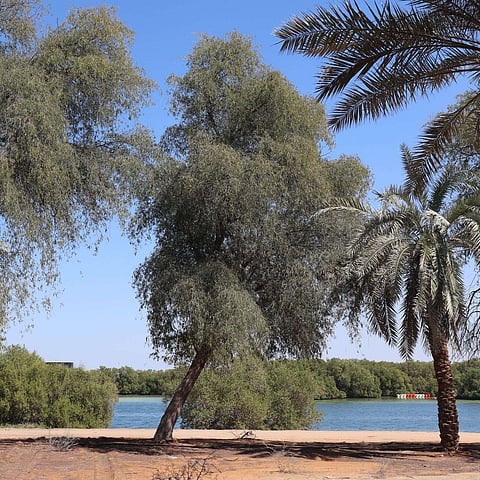 موقع الفعالية حديقة الفرسان، "إكسبو سيتي دبي"