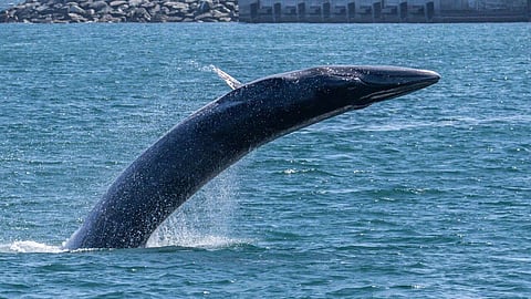 تم رصده بالقرب من ميناء الفجيرة قبل أيام قليلة.