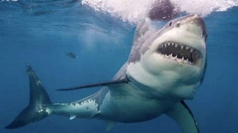 صورة تعبيرية