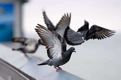 حلول فعالة وإنسانية ومسؤولة بيئياً