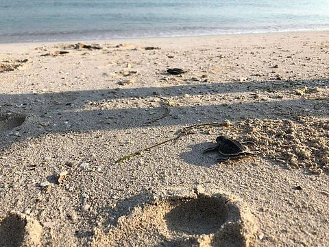 على مدار اليومين الماضيين، استقبل مشروع إعادة تأهيل السلاحف 12 سلحفاة بحرية تحت رعايته