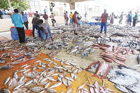 استمراراً لجهود حماية الموارد البحرية وضمان استدامتها للأجيال القادمة.