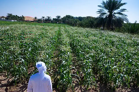 الشارقة تدعم مزارعها العضوية لتعزيز الأمن الغذائي المستدام