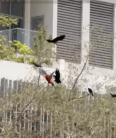 من الأمازون إلى المنخول: ببغاء أزرق وذهبي يثير فضول وهجوم الغربان بدبي