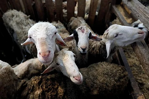 "كريم" و"نون" يقدمان أضاحي العيد بأسعار تنافسية في الإمارات