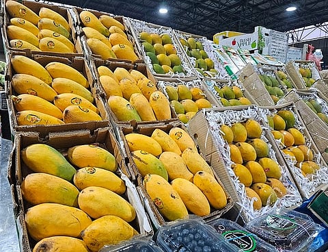 مهرجان المانجو في خورفكان: احتفالية صيفية لدعم الزراعة المحلية