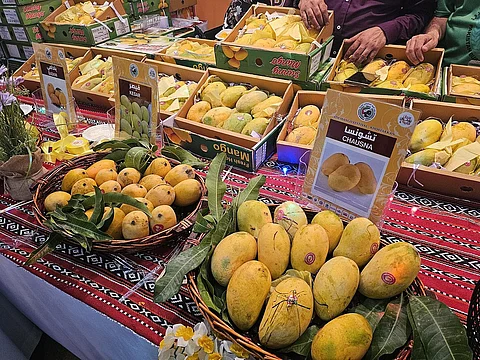 مانجو الإمارات: 35 صنفاً في مهرجان خورفكان بعبق الصيف