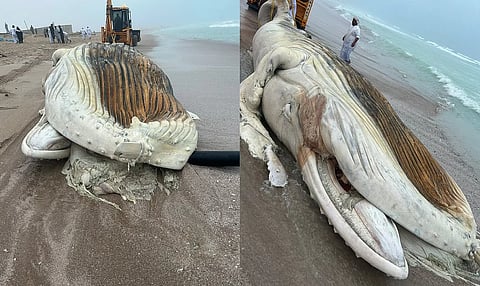 الصورة: هيئة البيئة العمانية