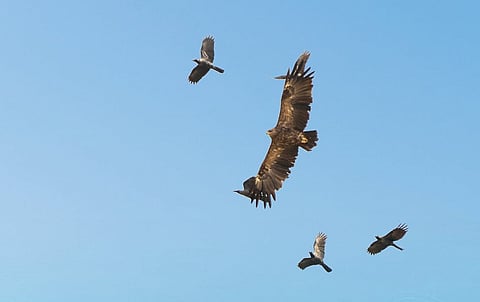 الصورة: EPAA على X