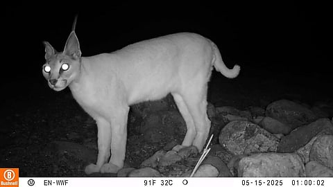 الصور مقدمة من هيئة البيئة في الفجيرة