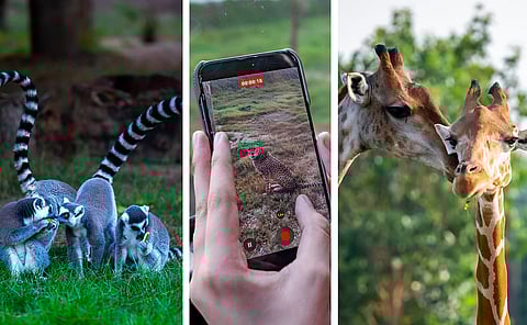 موسم "سفاري دبي" السابع ينطلق.. مغامرةً مشوّقة بين النمور والفهود ودهشة البرية