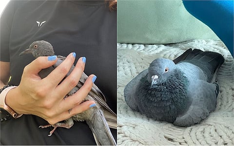 الحمام المنقذ مع تيفاني ديكنسون.