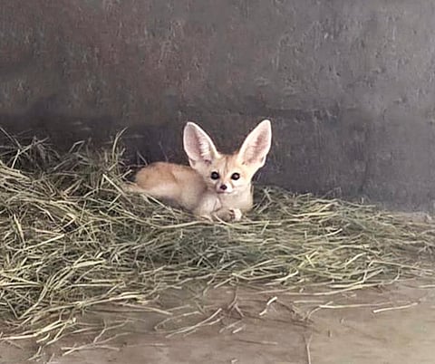 الصورة مقدمة من شرطة الشارقة