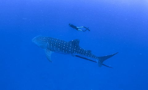 الشيخ فهيم القاسمي يسبح مع قرش الحوت