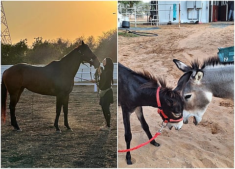 خيول وحمير مهجورة تعانق الحرية في جبال رأس الخيمة