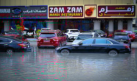 مقيمة في دبي تسابق الأمطار لحماية الحيوانات الضالة