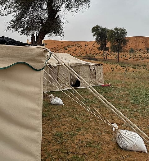 العودة إلى الجذور.. شتاء العين يجمع الأجيال تحت سماء الصحراء