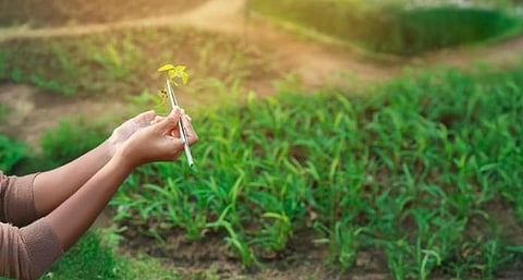 تشريعات إماراتية صارمة لحماية الأصناف النباتية وضمان استدامة البيئة