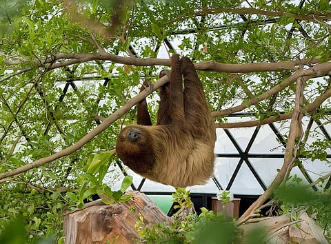 حدائق الفراشات: غابة استوائية في قلب أبوظبي