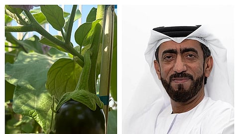 محمد الهاشمي