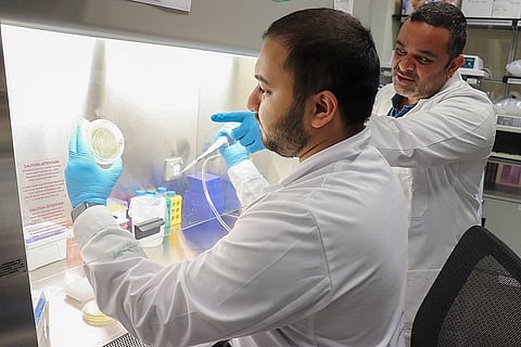 أبحاث إماراتية: السمنة والتمثيل الغذائي يتأثران بالبكتيريا الفموية