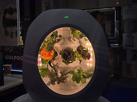 "الزراعة بالضباب" التكنولوجيا المهجورة تُعيد رسم مستقبل الزراعة المستدامة في الإمارات