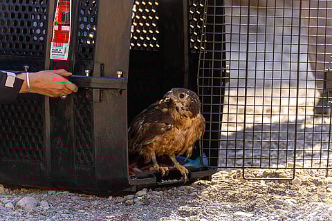 إنقاذ بطولي لطائر صقر العسل المهدد بالإنقراض في الفجيرة