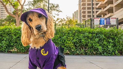 تعرف على تشيس، أول رئيس تنفيذي للكلاب في أبراج بحيرات الجميرا