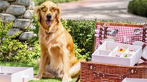 مسابقة كلاب عيد الحب’ في برانش & كيك