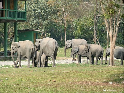 தமிழகத்தில் தொடர்ந்து உயரும் யானைகள் எண்ணிக்கை
