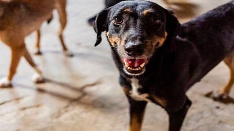 இந்தியாவில் நாய் கடியால் 20,000 நபர்கள் உயிரிழப்பு: உலக சுகாதார நிறுவனம்