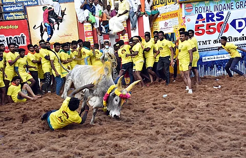 அவனியாபுரம் ஜல்லிக்கட்டு நிறைவு!