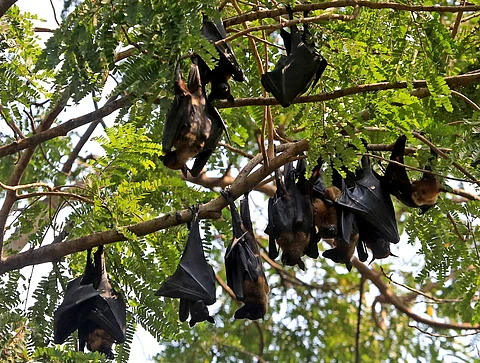 காங்கோவில் பரவும் மர்ம நோய்: வவ்வால்கள் காரணமா?