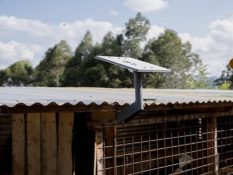 ஸ்டார்லிங் - கோப்புப்படம்