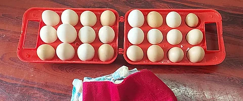 முட்டை - கோப்புப்படம்