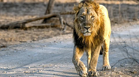இந்தியாவில் சிங்கங்களின் எண்ணிக்கை 32% உயர்வு | Asiatic Lions | Gir National Park | Gujarat