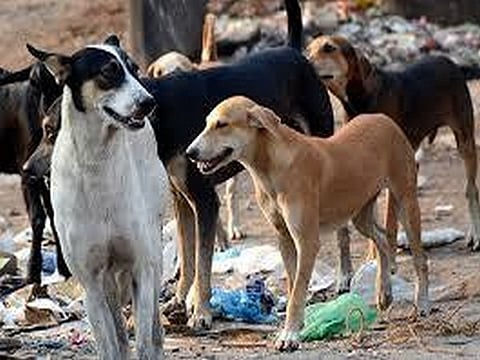 சென்னையில் தெருநாய்களுக்கு உணவு வைத்த இருவர் மீதான புகார் ஏற்பு! | Stray Dogs |